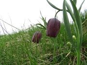 24 Fritillaria Tubiformis